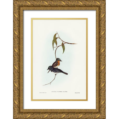 Plumbeous Flycatcher-Myiagra plumbea Gold Ornate Wood Framed Art Print with Double Matting by Gould, John