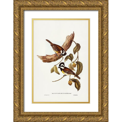 White-bellied Shrike-Tit-Falcunculus leucogaster Gold Ornate Wood Framed Art Print with Double Matting by Gould, John