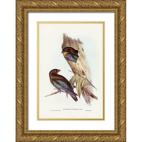 Australian Roller-Eurystomus Australis Gold Ornate Wood Framed Art Print with Double Matting by Gould, John