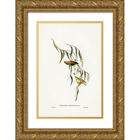 Yellow-rumped Pardalote-Pardalotus uropygialis Gold Ornate Wood Framed Art Print with Double Matting by Gould, John