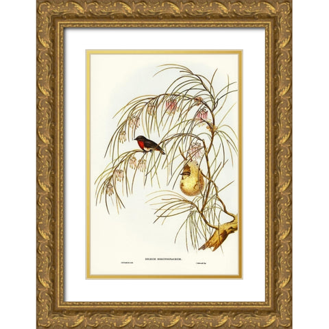 Swallow Dicaeum-Dicaeum hirundinaceum Gold Ornate Wood Framed Art Print with Double Matting by Gould, John