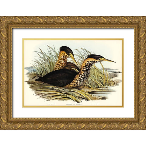 Yellow-necked Bittern-Ardetta flavicollis Gold Ornate Wood Framed Art Print with Double Matting by Gould, John
