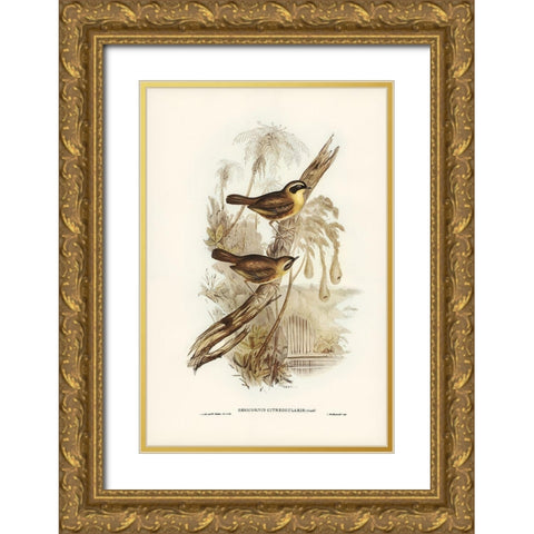 Yellow-throated Sericornis-Sericornis citreogularis Gold Ornate Wood Framed Art Print with Double Matting by Gould, John
