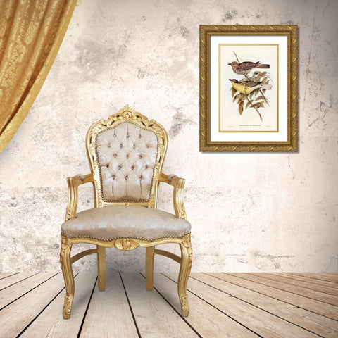 Yellow-bellied Sphecotheres-Sphecotheres flaviventris Gold Ornate Wood Framed Art Print with Double Matting by Gould, John