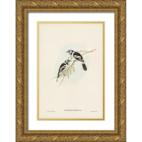 White-eared Flycatcher-Monarcha leucotis Gold Ornate Wood Framed Art Print with Double Matting by Gould, John