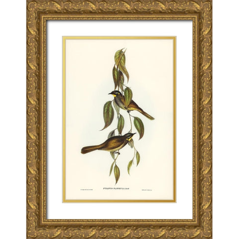 Yellow-throated Honey-eater-Ptilotis flavigula Gold Ornate Wood Framed Art Print with Double Matting by Gould, John