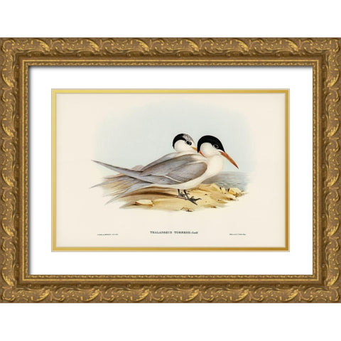 Torres Tern-Thalasseus Torresii Gold Ornate Wood Framed Art Print with Double Matting by Gould, John