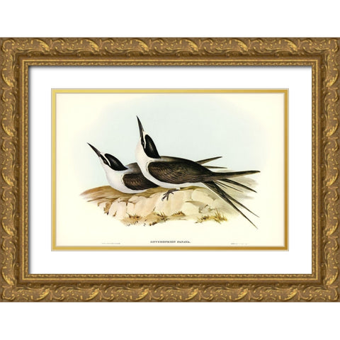 Panayan Tern-Onychoprion Panaya Gold Ornate Wood Framed Art Print with Double Matting by Gould, John