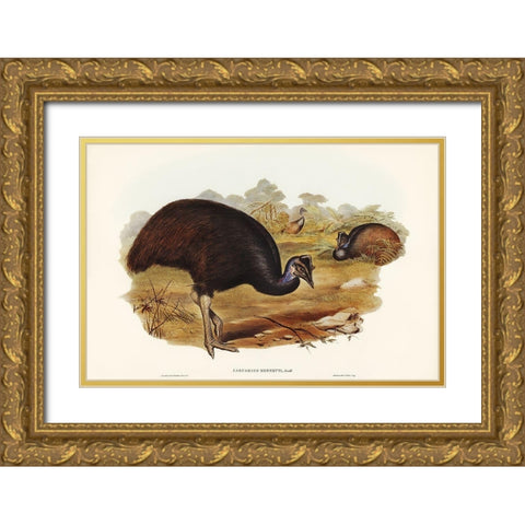 Bennetts Cassowary-Casuarius Bennetti Gold Ornate Wood Framed Art Print with Double Matting by Gould, John