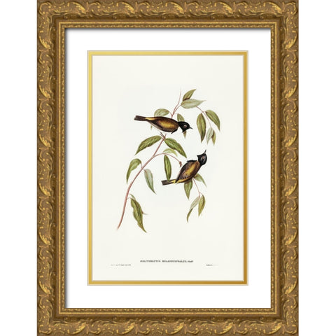 Black-headed Honey-eater-Melthreptus melanocephalus Gold Ornate Wood Framed Art Print with Double Matting by Gould, John