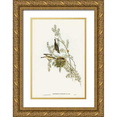 Gray-backed Zosterops-Zosterops dorsalis Gold Ornate Wood Framed Art Print with Double Matting by Gould, John