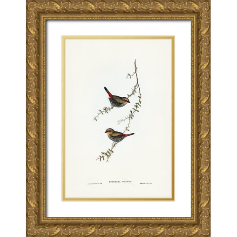 Red-eared Finch-Estrelda oculea Gold Ornate Wood Framed Art Print with Double Matting by Gould, John