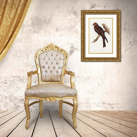 Allied Kite-Milvus affinis Gold Ornate Wood Framed Art Print with Double Matting by Gould, John