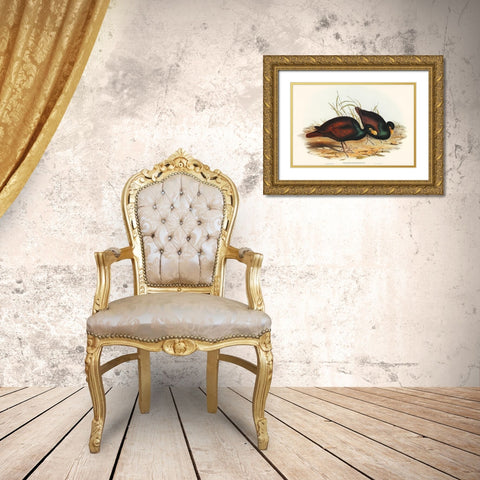 Gnathodon-Gnathodon strigirostris Gold Ornate Wood Framed Art Print with Double Matting by Gould, John