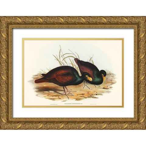 Gnathodon-Gnathodon strigirostris Gold Ornate Wood Framed Art Print with Double Matting by Gould, John