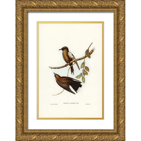 Grey-breasted Wood Swallow-Artamus cinereous Gold Ornate Wood Framed Art Print with Double Matting by Gould, John