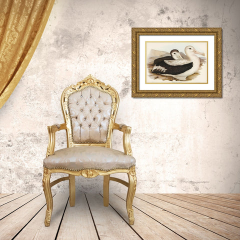 Wandering Albatros-Diomedea exulans Gold Ornate Wood Framed Art Print with Double Matting by Gould, John