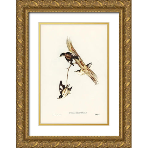 White-winged Sittella-Sittella leucoptera Gold Ornate Wood Framed Art Print with Double Matting by Gould, John