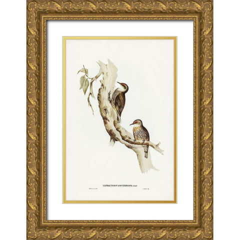 Red-eyebrowed Tree-Creeper-Climacteris crythrops Gold Ornate Wood Framed Art Print with Double Matting by Gould, John