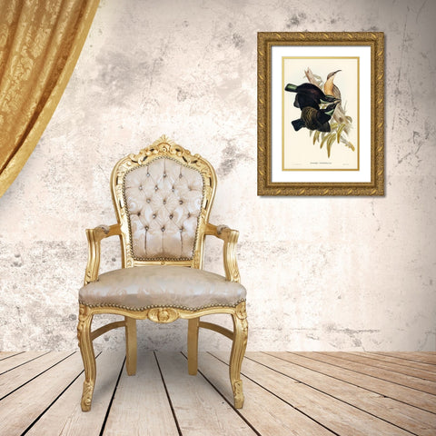Victoria Rifle-bird-Ptiloris Victoriae Gold Ornate Wood Framed Art Print with Double Matting by Gould, John