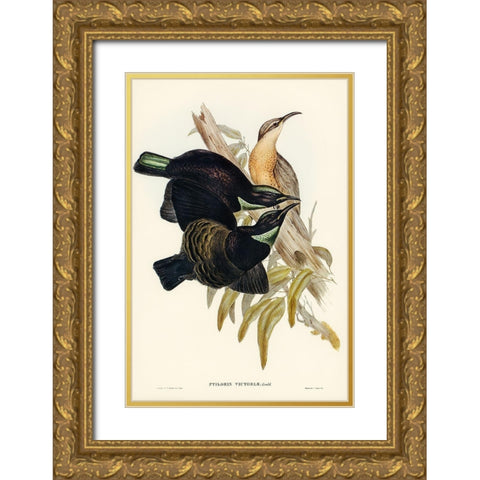 Victoria Rifle-bird-Ptiloris Victoriae Gold Ornate Wood Framed Art Print with Double Matting by Gould, John