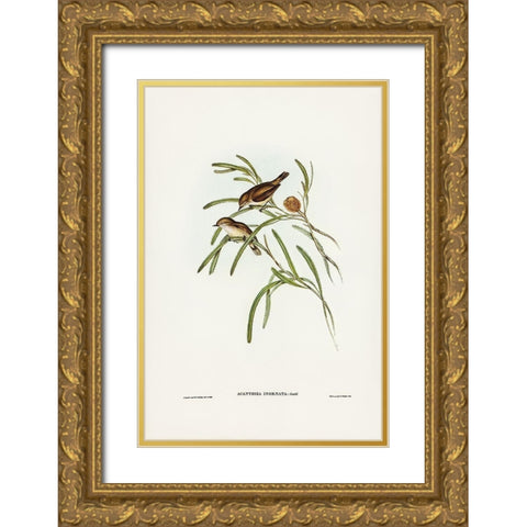 Plain-coloured Acanthiza-Acanthiza inornata Gold Ornate Wood Framed Art Print with Double Matting by Gould, John