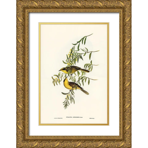 Yellow-tufted Honey-eater-Ptilotis auricomis Gold Ornate Wood Framed Art Print with Double Matting by Gould, John