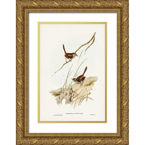 Cautious Wren-Hylacola cauta Gold Ornate Wood Framed Art Print with Double Matting by Gould, John