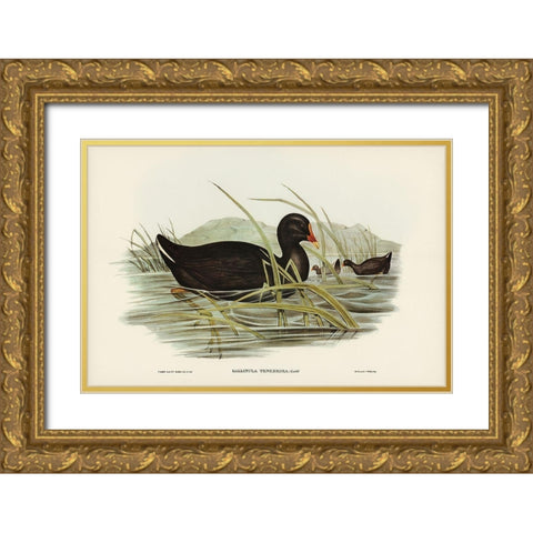 Dusky Moorhen-Gallinula tenebrosa Gold Ornate Wood Framed Art Print with Double Matting by Gould, John