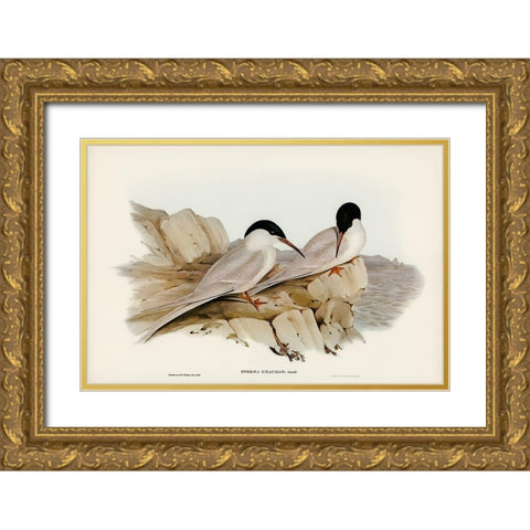 Graceful Tern-Sterna gracilis Gold Ornate Wood Framed Art Print with Double Matting by Gould, John