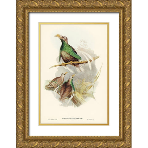 Standard-Wing-Semioptera Wallacei Gold Ornate Wood Framed Art Print with Double Matting by Gould, John