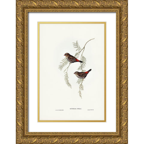 Fire-tailed Finch Gold Ornate Wood Framed Art Print with Double Matting by Gould, John