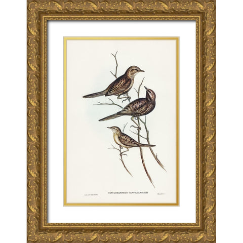Black-breasted Songlark-Cincloramphus cantillans Gold Ornate Wood Framed Art Print with Double Matting by Gould, John