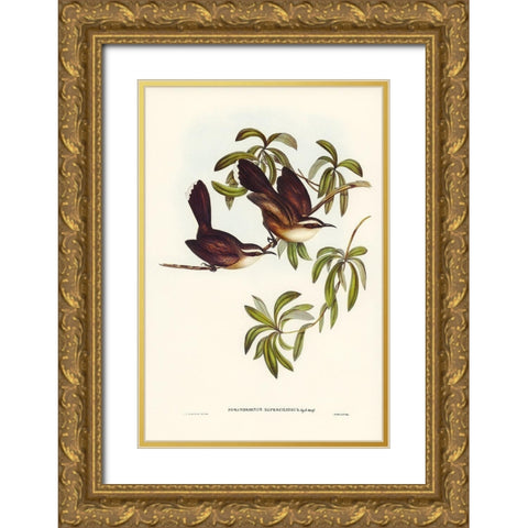 White-eyebrowed Pomatorhinus-Pomatorhinus superciliosus Gold Ornate Wood Framed Art Print with Double Matting by Gould, John