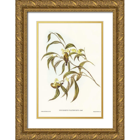 Yellow Weebill-Smicrornis flavescens Gold Ornate Wood Framed Art Print with Double Matting by Gould, John