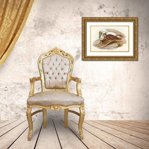Bronze-winged Pigeon-Peristera chalcoptera Gold Ornate Wood Framed Art Print with Double Matting by Gould, John