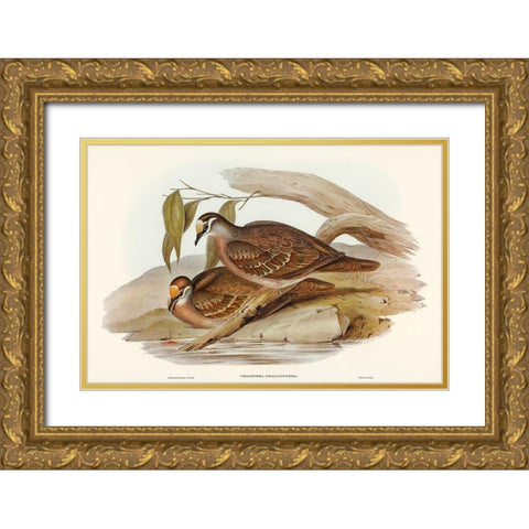 Bronze-winged Pigeon-Peristera chalcoptera Gold Ornate Wood Framed Art Print with Double Matting by Gould, John