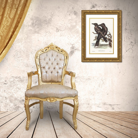 Sooty Crow-Shrike-Strepera fuliginose Gold Ornate Wood Framed Art Print with Double Matting by Gould, John