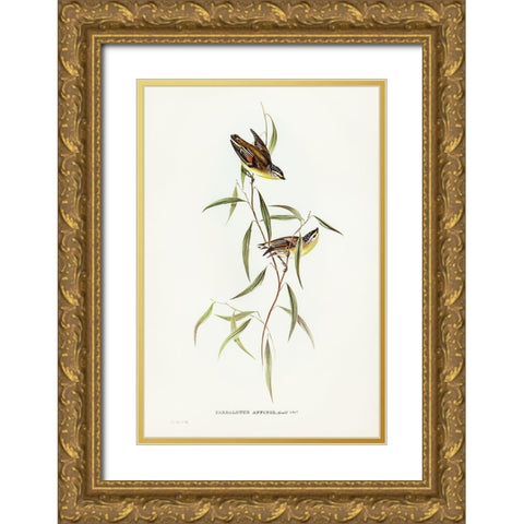 Allied Pardalote-Pardalotus affines Gold Ornate Wood Framed Art Print with Double Matting by Gould, John