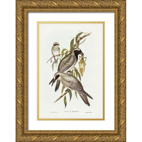 Black-faced cuckooshrike-Graucalus melanops Gold Ornate Wood Framed Art Print with Double Matting by Gould, John