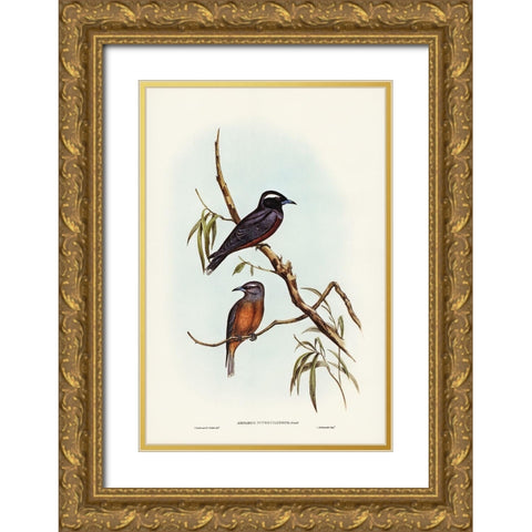 White-eyebrowed Wood Swallow-Artamus supercilious Gold Ornate Wood Framed Art Print with Double Matting by Gould, John