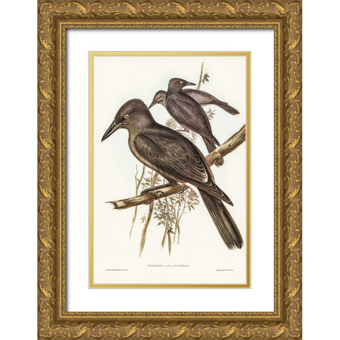 Grey Crow-Shrike-Strepera Anaphonensis Gold Ornate Wood Framed Art Print with Double Matting by Gould, John