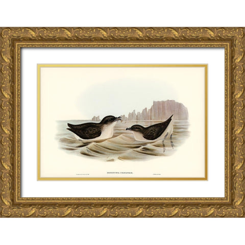 Diving Petrel-Puffinuria Urinatrix Gold Ornate Wood Framed Art Print with Double Matting by Gould, John
