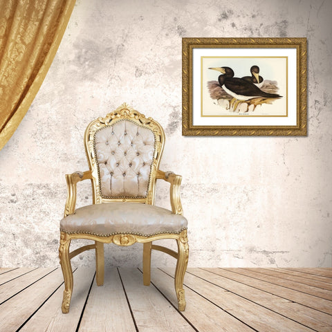 Brown Gannet-Sula fusca Gold Ornate Wood Framed Art Print with Double Matting by Gould, John