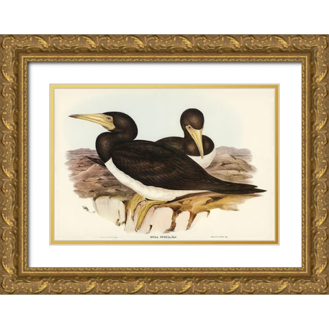 Brown Gannet-Sula fusca Gold Ornate Wood Framed Art Print with Double Matting by Gould, John