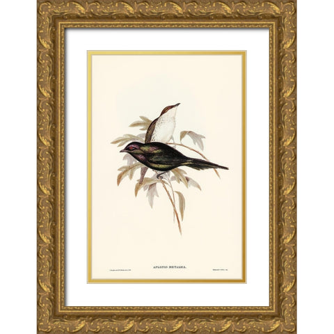 Shining starling-Aplonis metallica Gold Ornate Wood Framed Art Print with Double Matting by Gould, John