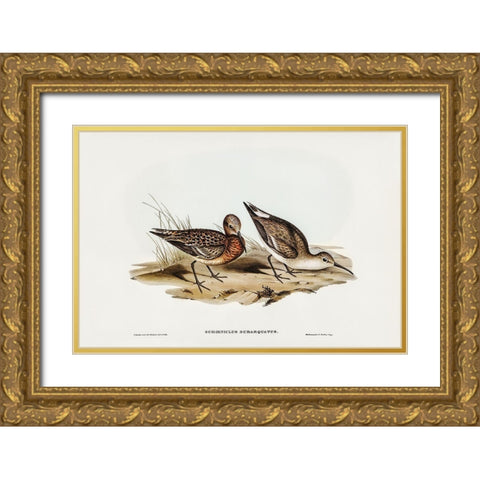 Curlew Sandpiper-Schoeniclus subarquatus Gold Ornate Wood Framed Art Print with Double Matting by Gould, John