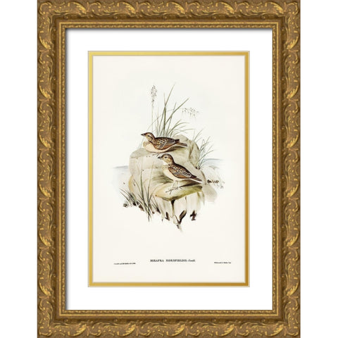 Horsfield’s Mirafra-Mirafra Horsfieldii Gold Ornate Wood Framed Art Print with Double Matting by Gould, John