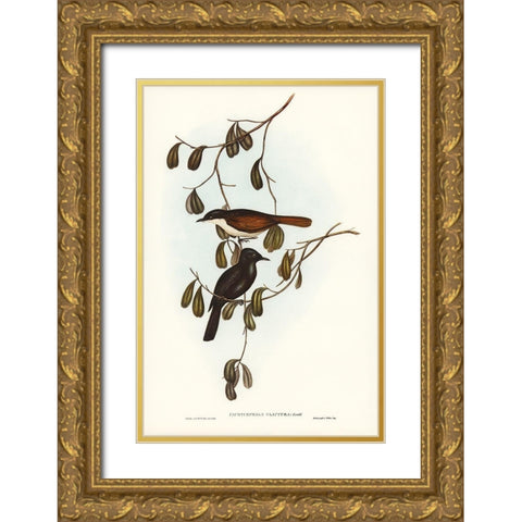 Grey-tailed Pachycephala-Pachycephala glaucura Gold Ornate Wood Framed Art Print with Double Matting by Gould, John