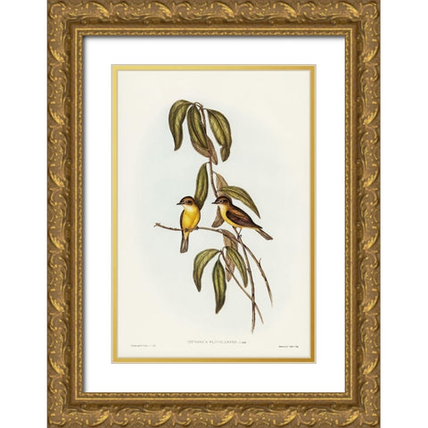 Yellow-bellied flycatcher-Microeca flavigaster Gold Ornate Wood Framed Art Print with Double Matting by Gould, John